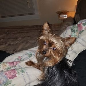 Meet your Posher, Patsy